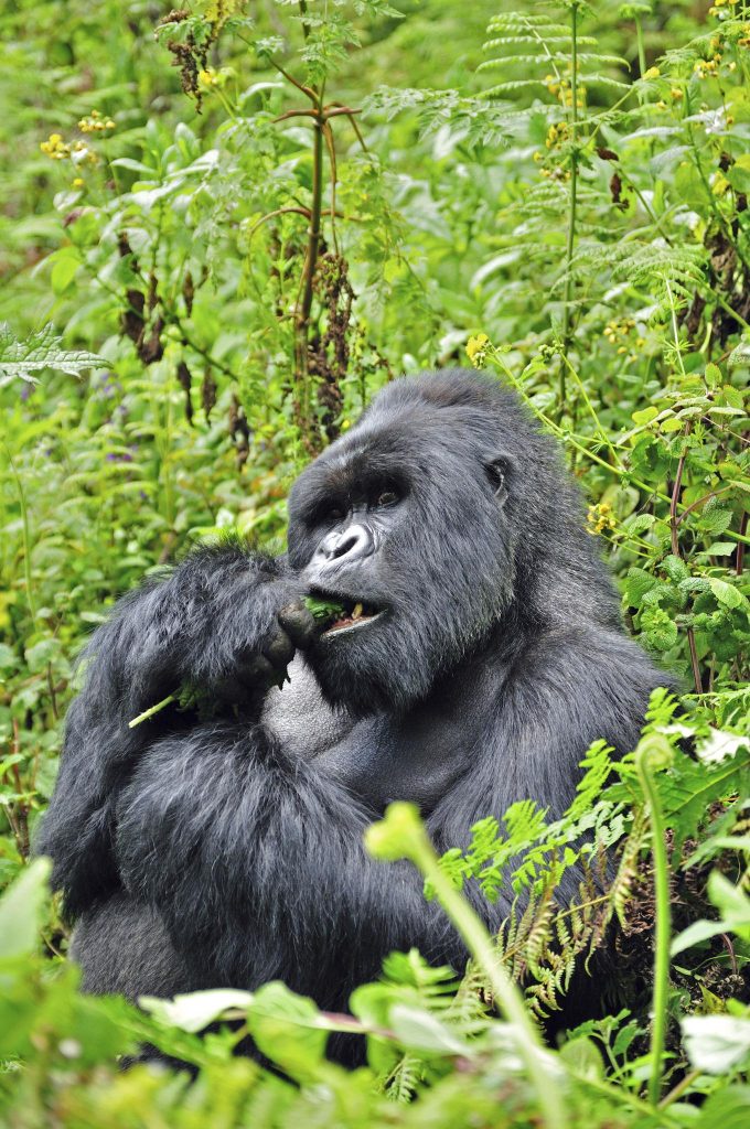 Gorilla 6